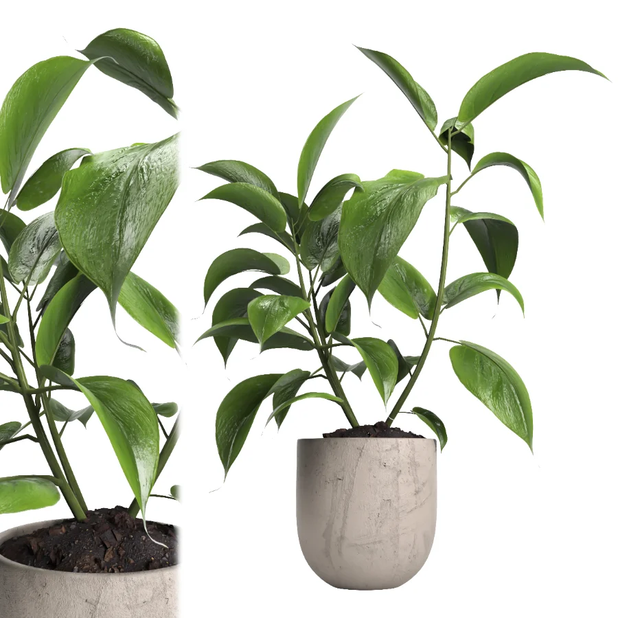 indoor plant 052 Image 1