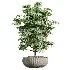 AV Indoor Plants Set 472 Yucca Elephantipes and Chemlali Olive and Cunjevoi Alocasia and Schefflera Arboricola and Ficus macrocarpa - Thumbnail 4