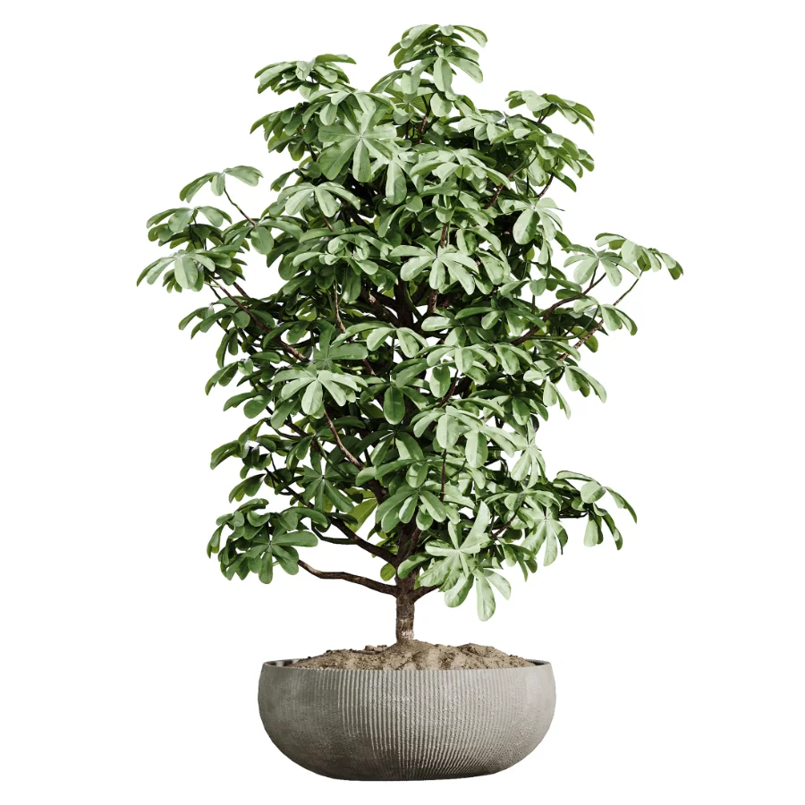 AV Indoor Plants Set 472 Yucca Elephantipes and Chemlali Olive and Cunjevoi Alocasia and Schefflera Arboricola and Ficus macrocarpa Image 4