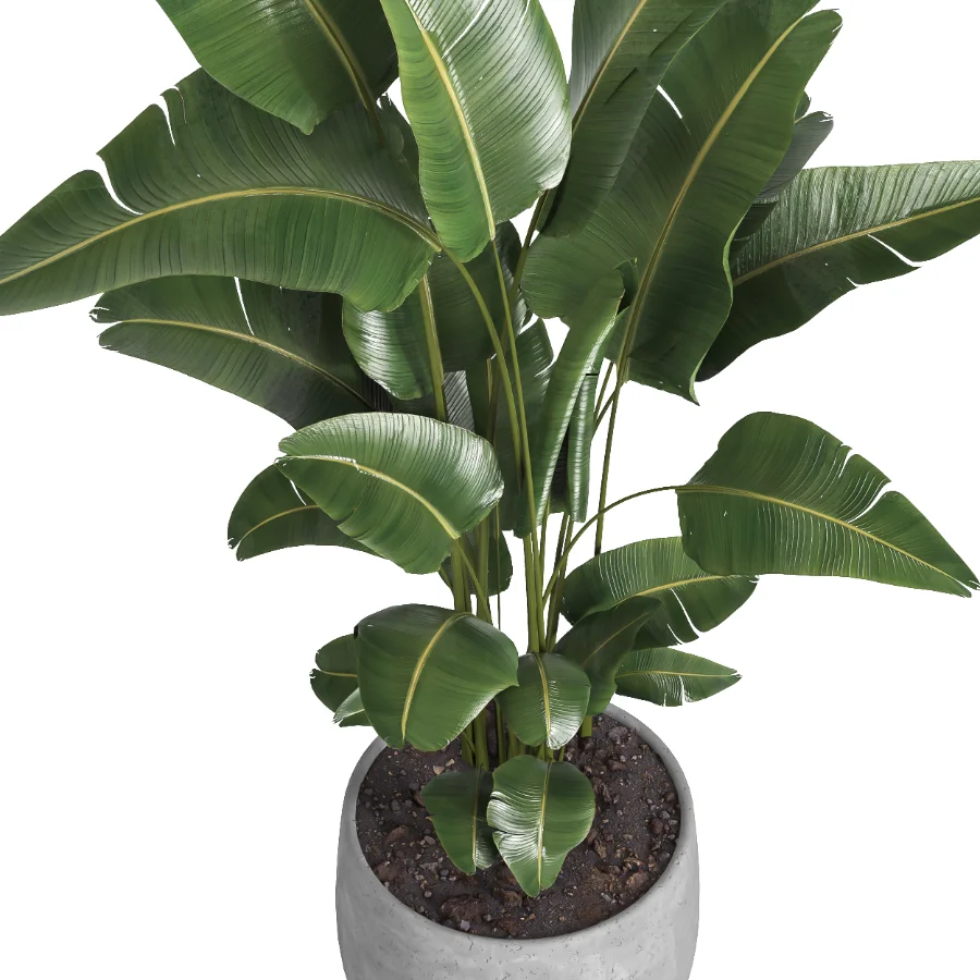 indoor plant 057 Image 3
