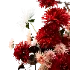 wild sun - Thumbnail 2