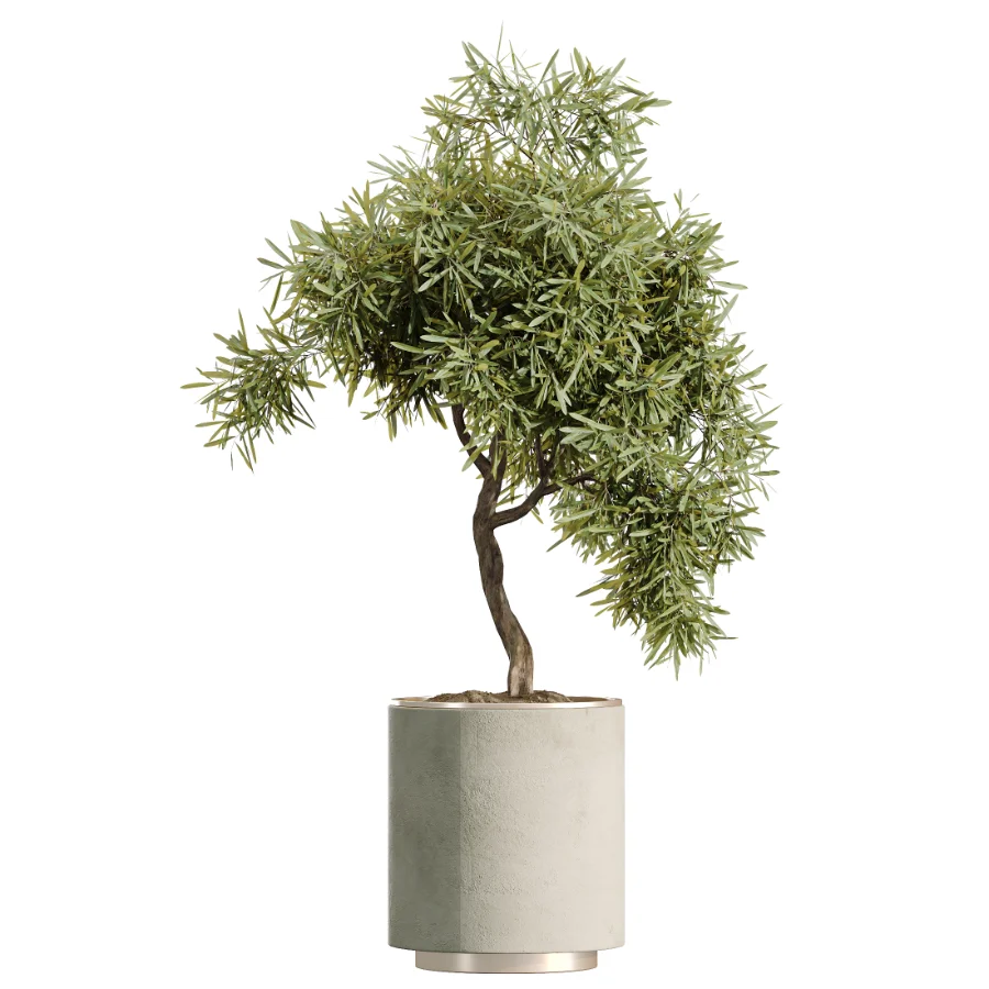AV Indoor Plants Set 498 Cat Reed Palm Ficus Olive Zamioculcas Image 4
