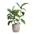indoor plant 052 - Thumbnail 2