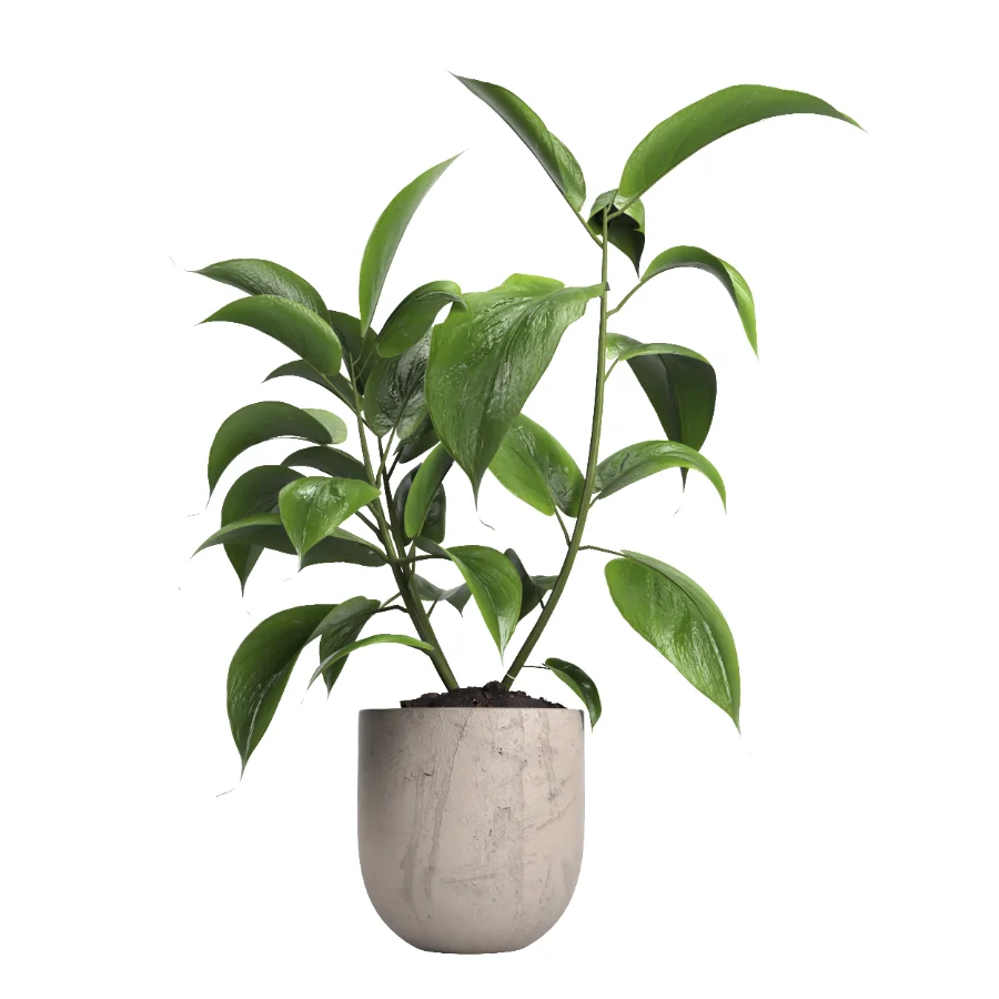 indoor plant 052 Image 2