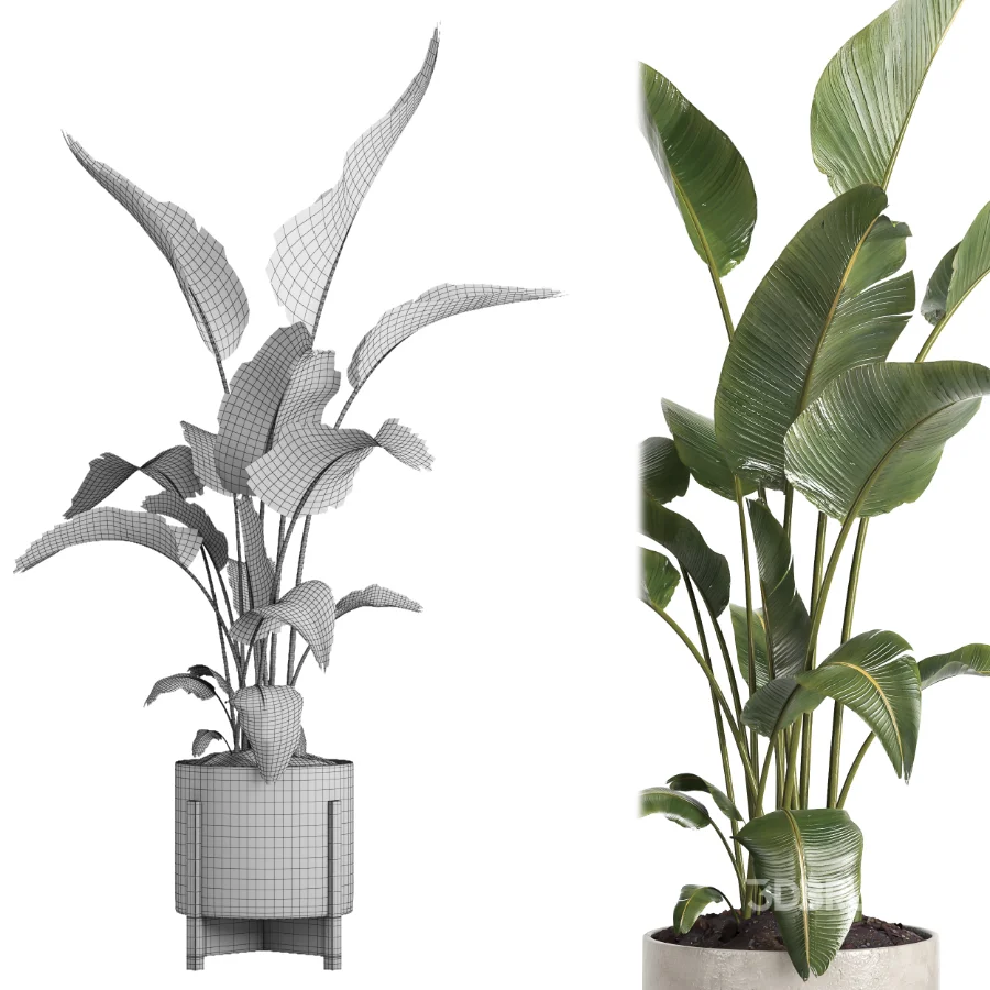 indoor plant 072 Image 5