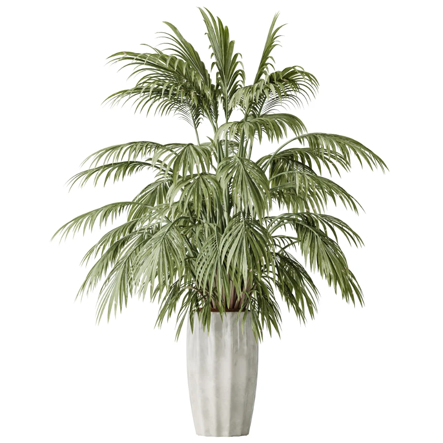 AV Indoor Plants Set 525 Yucca Olive Areca Palm Spathiphyllum Image 1