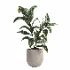 indoor plant 047 - Thumbnail 5