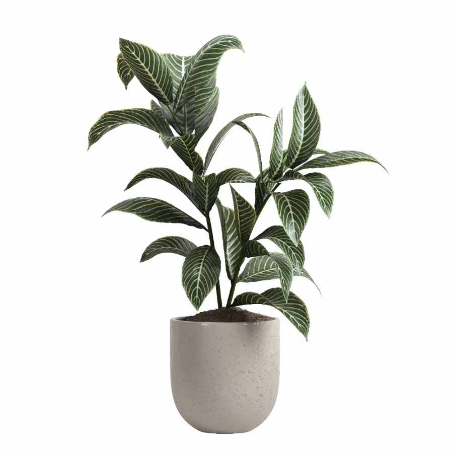 indoor plant 047 Image 5