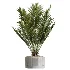 AV Indoor Plants Set 489 PalmCalathea Lutea Olive Ficus - Thumbnail 2