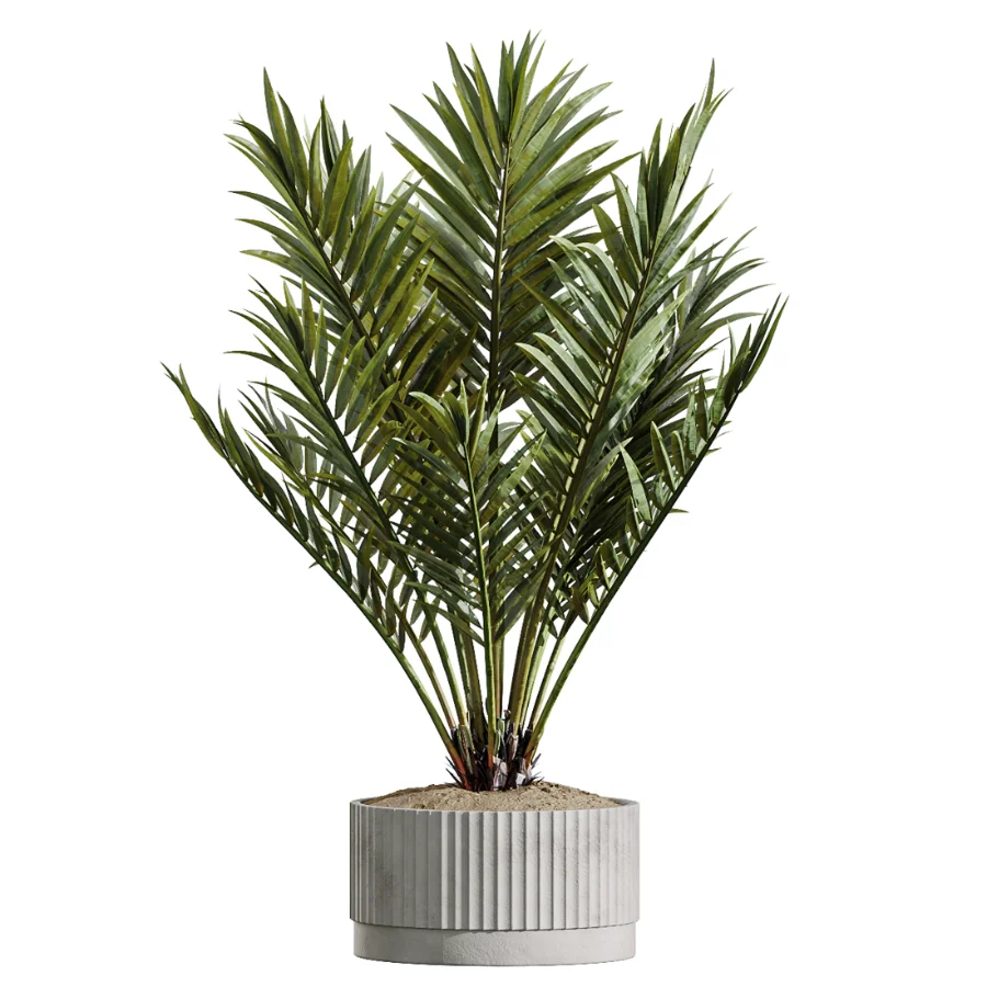 AV Indoor Plants Set 489 PalmCalathea Lutea Olive Ficus Image 2