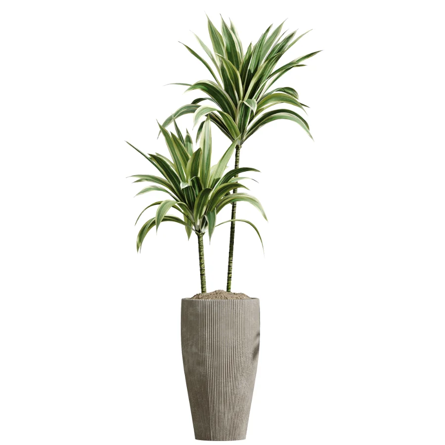 AV Indoor Plants Set 475 Spathiphyllum Wallisi and Chemlali Olive and Dracaena Cane Dragon and Ficus Cyathistipula and Areca Palm Image 1