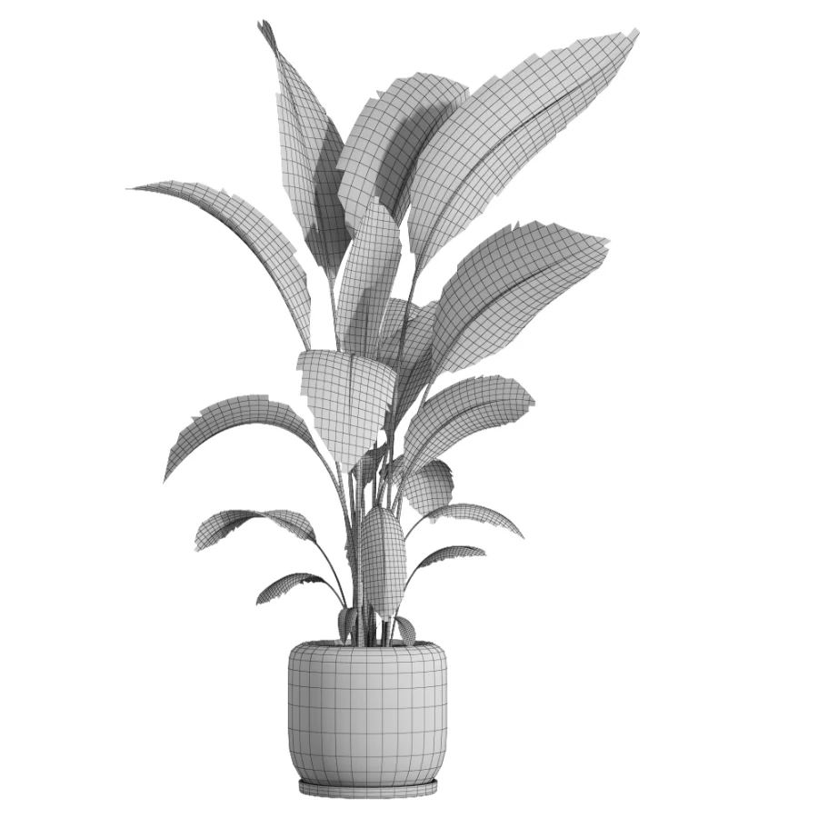 indoor plant 082 Image 5