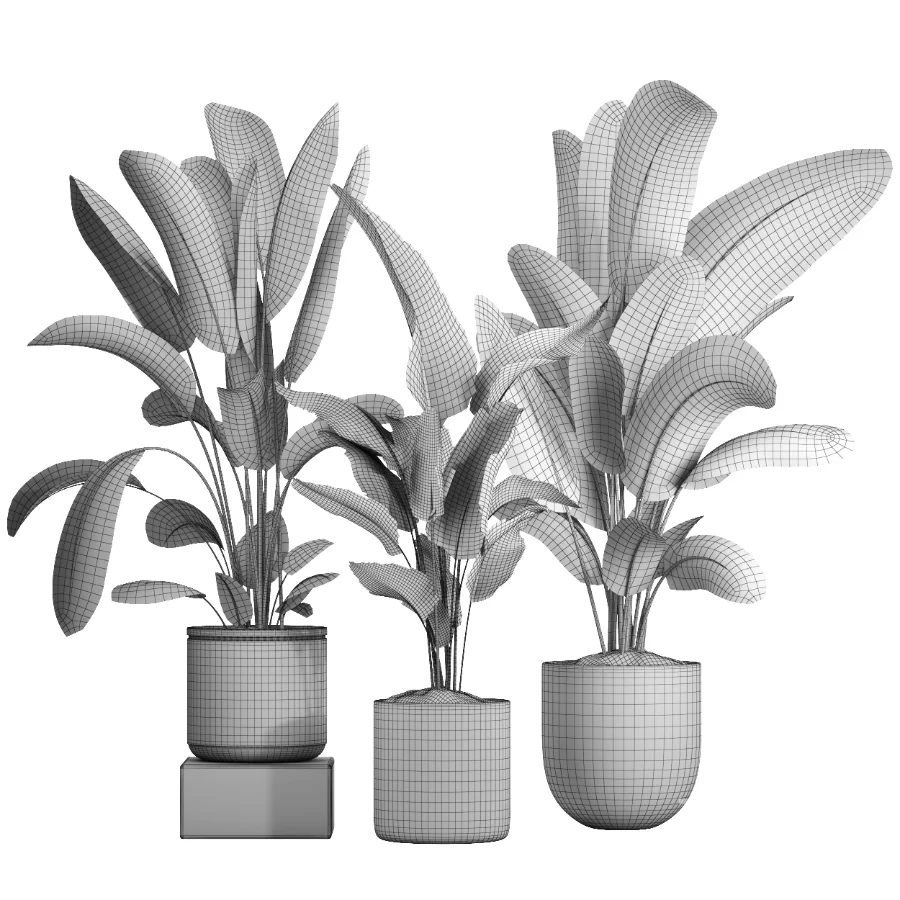 indoor plant 060 Image 5