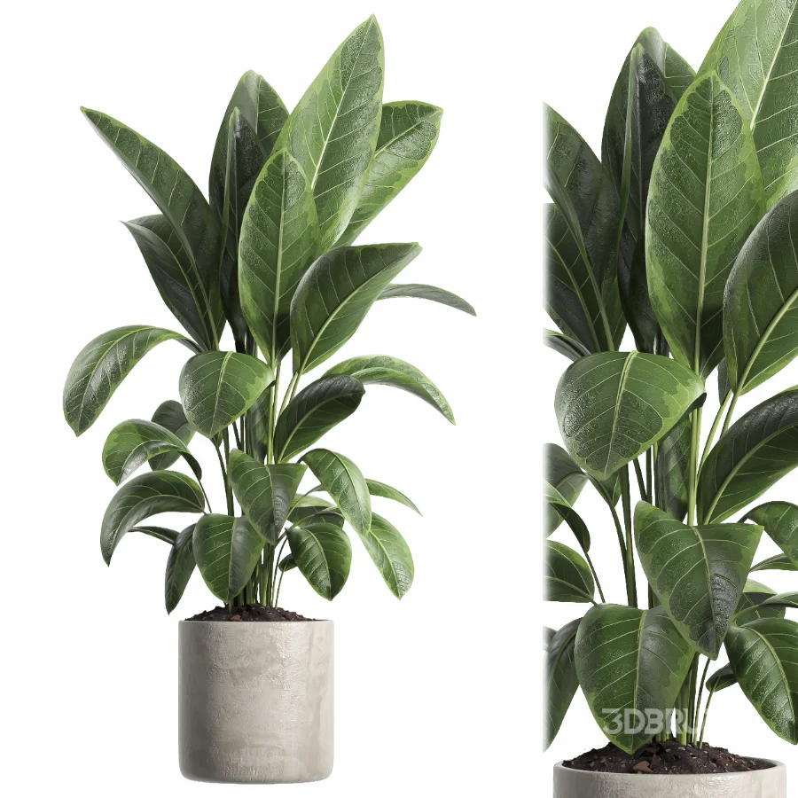 indoor plant 063 Image 1