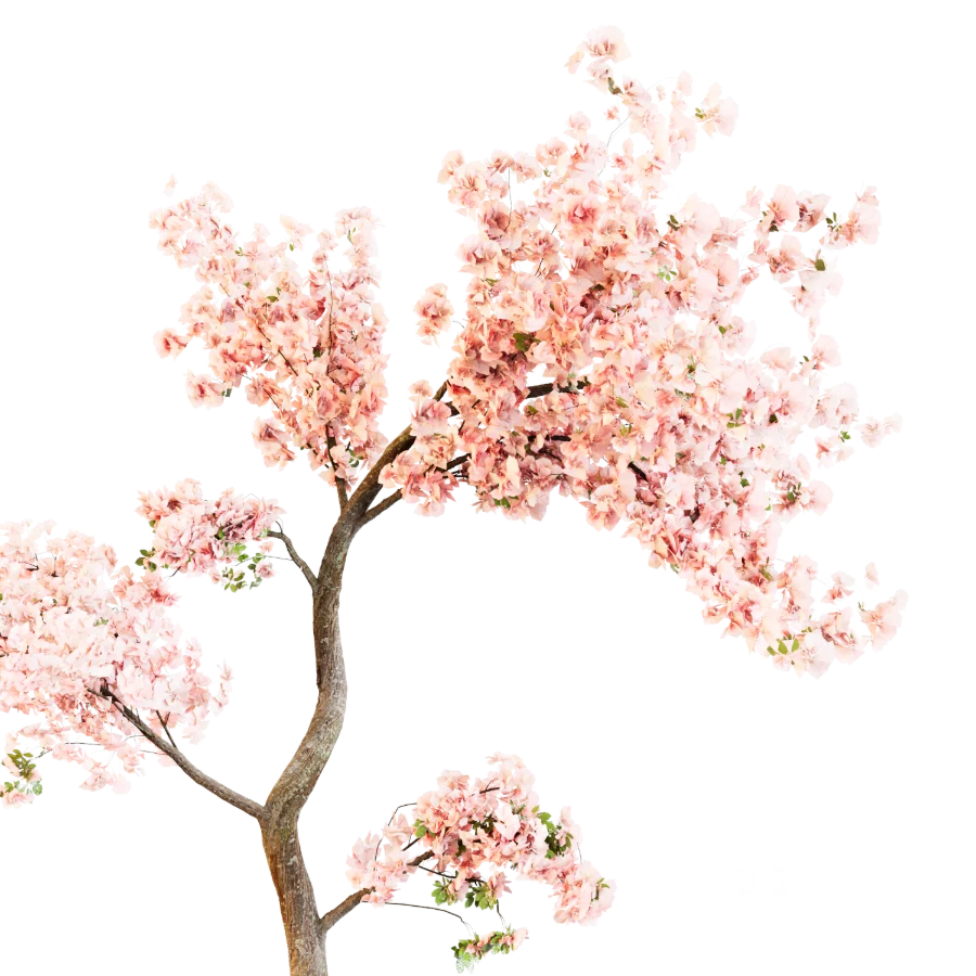 Sakura Breeze Image 6