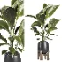 indoor plant 067 - Thumbnail 1