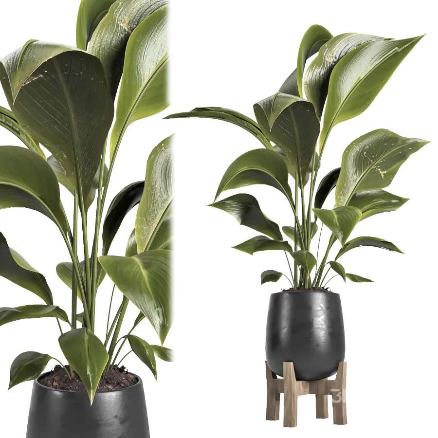indoor plant 067 Image 1