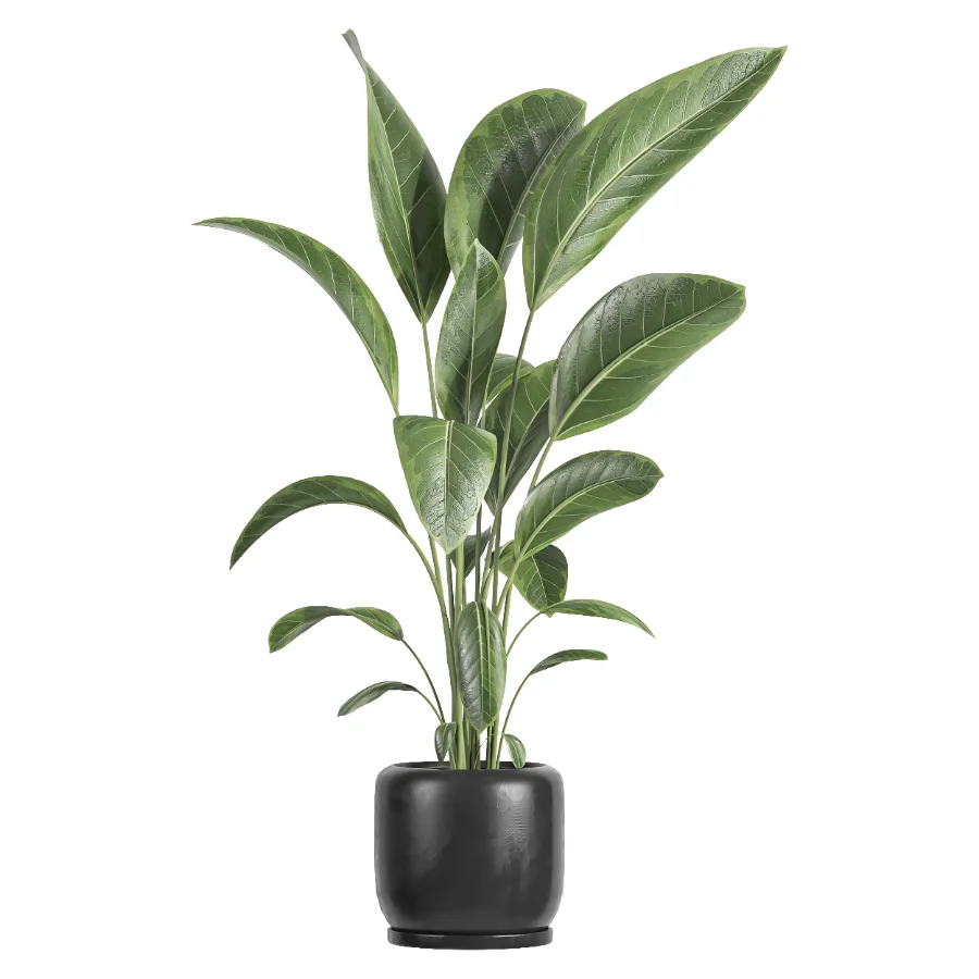 indoor plant 082 Image 1