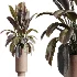 AV Indoor Plants Set 486 Rubber Ficus Elastica Abidjan Melany - Thumbnail 9