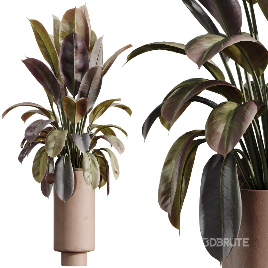 AV Indoor Plants Set 486 Rubber Ficus Elastica Abidjan Melany Image 9