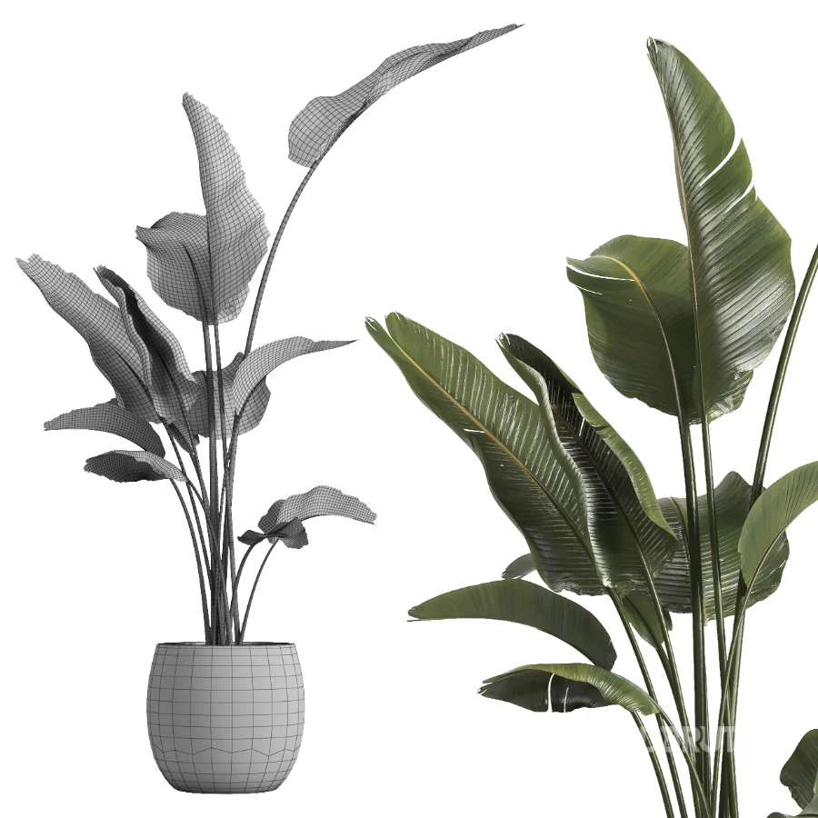 indoor plant 069 Image 4