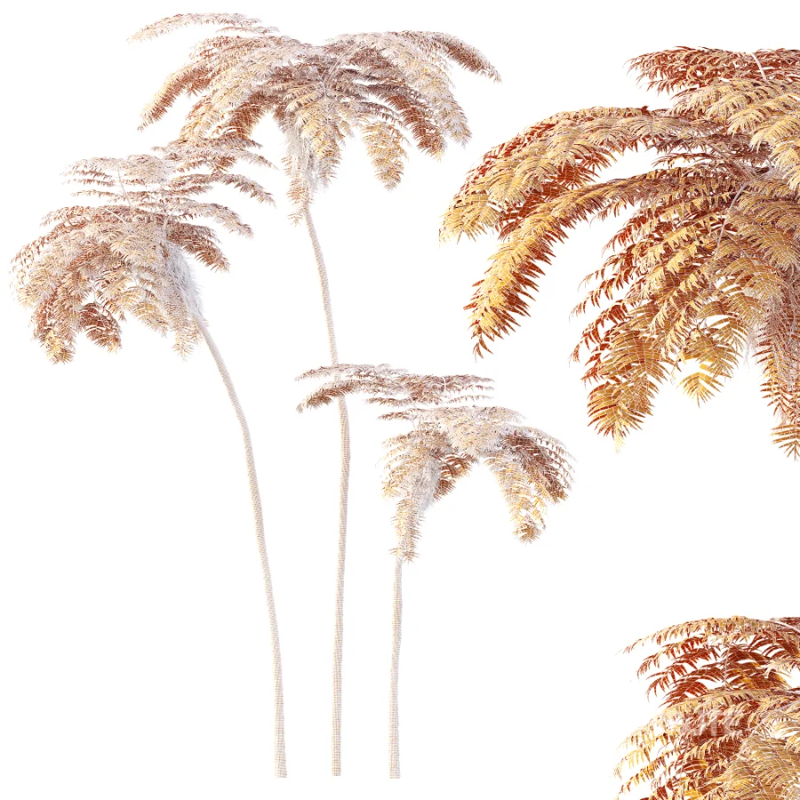 AV Plant Sphaeropteris Lepifera Palm Tree 01 Image 6
