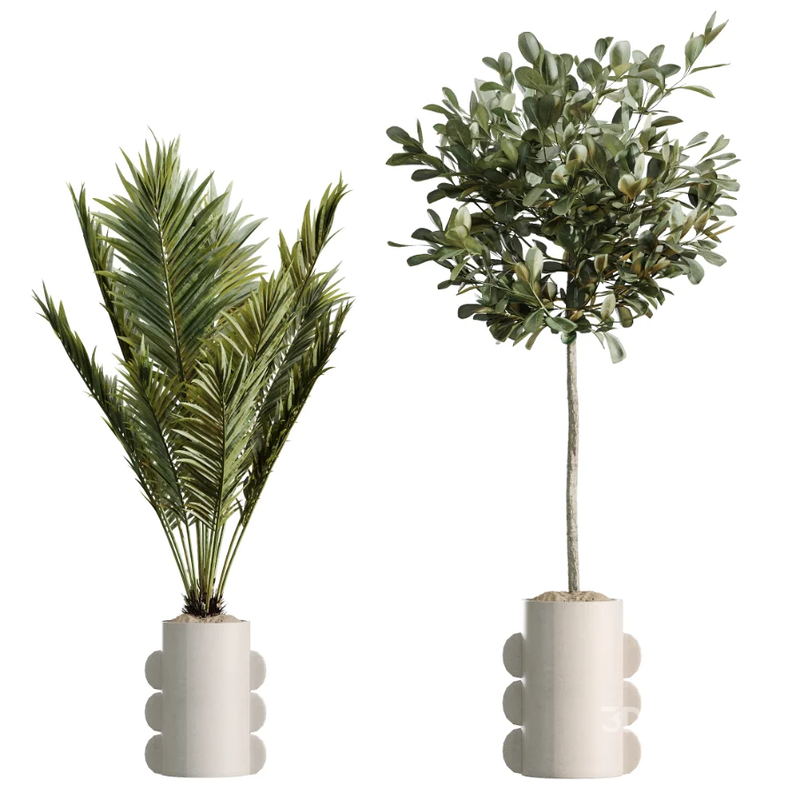 AV Indoor Plants Set 479 Olive Elegant Monstera Ficus Palm Image 7