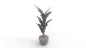 Banana Leaf Tree in Planter - Thumbnail 1