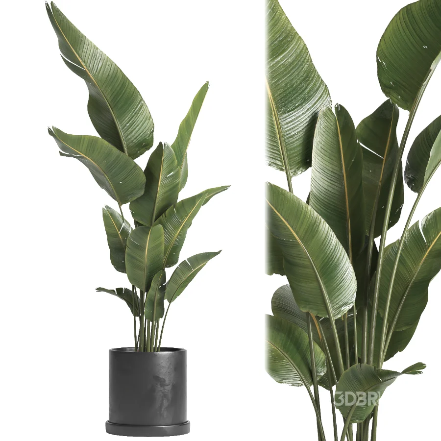 indoor plant 068 Image 3