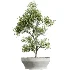 AV Indoor Plants Set 475 Spathiphyllum Wallisi and Chemlali Olive and Dracaena Cane Dragon and Ficus Cyathistipula and Areca Palm - Thumbnail 5