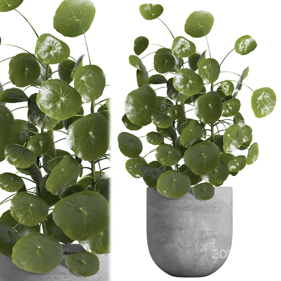 indoor plant 066 Image 5
