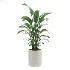 indoor-plant-002 - Thumbnail 1