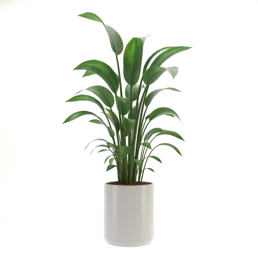 indoor-plant-002 Image 1
