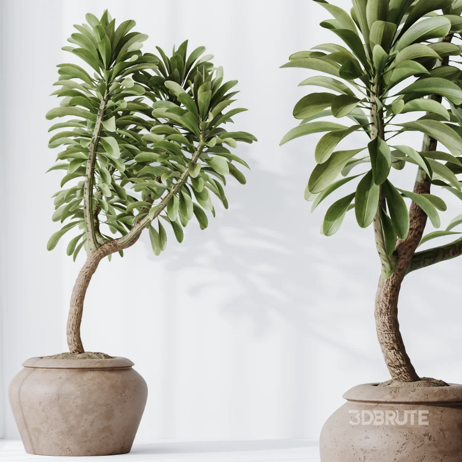 AV Indoor Plants Set 477 Elegant Monstera and Peace Lily and Chemlali Olive and Euphorbia Drupifera and Cat Reed Palm Image 4