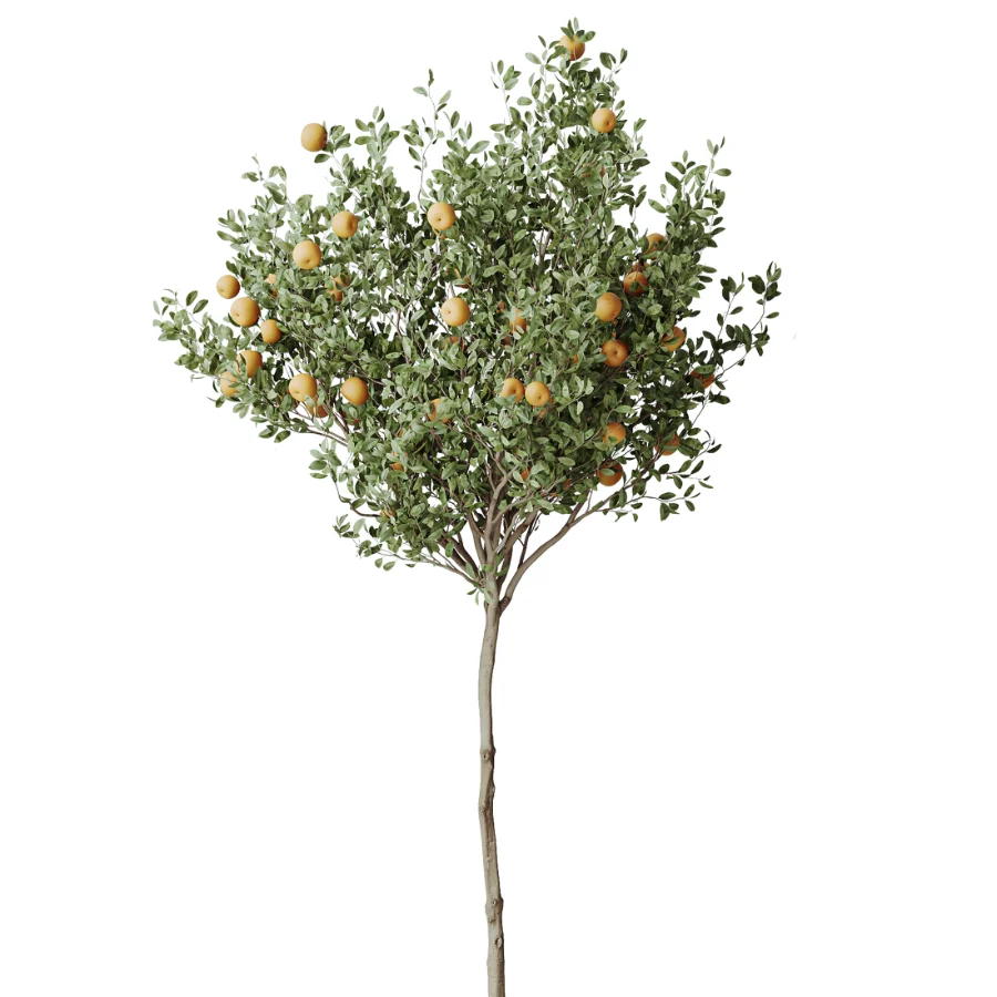 AV Indoor Plants Set 488 Olive Eucalyptus and Lady Palm and Giant Monstera and Orange Calamondin Tree Image 2