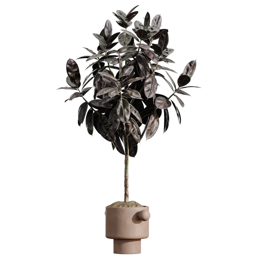 AV Indoor Plants Set 486 Rubber Ficus Elastica Abidjan Melany Image 3
