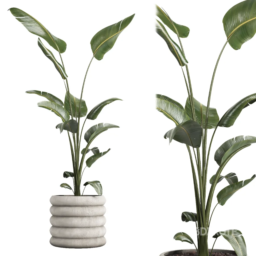 Nicolai set – indoor plant 75 Image 3