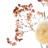 Autumn Whisper - Thumbnail 3