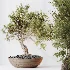 AV Indoor Plants Set 477 Elegant Monstera and Peace Lily and Chemlali Olive and Euphorbia Drupifera and Cat Reed Palm - Thumbnail 1