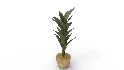 Banana Leaf Tree in Planter - Thumbnail 9