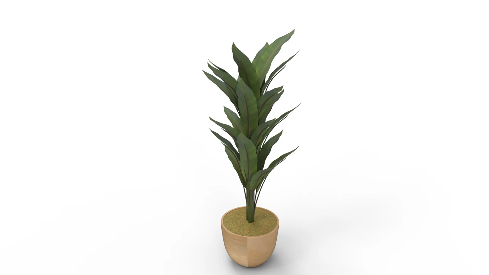 Banana Leaf Tree in Planter Image 9