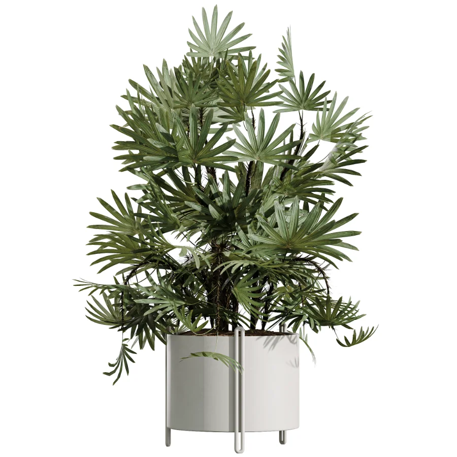 AV Indoor Plants Set 487 Lady Palm and Olive Tree and Snake Sansevieria Image 1