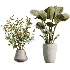 AV Indoor Plants Set 482 Peace Lily Banana Olive Yucca Orange - Thumbnail 4