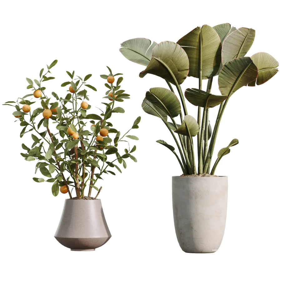 AV Indoor Plants Set 482 Peace Lily Banana Olive Yucca Orange Image 4