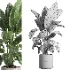 indoor plant 063 - Thumbnail 5