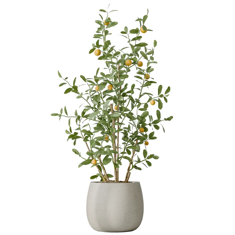 AV Indoor Plants Set 483 Zamiifolia Olive ParadiseBird Orange Tree Image 5