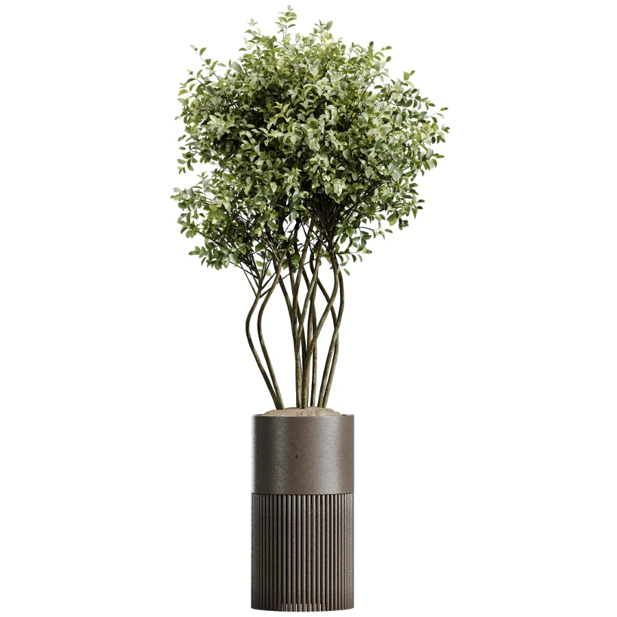 AV Indoor Plants Set 488 Olive Eucalyptus and Lady Palm and Giant Monstera and Orange Calamondin Tree Image 4
