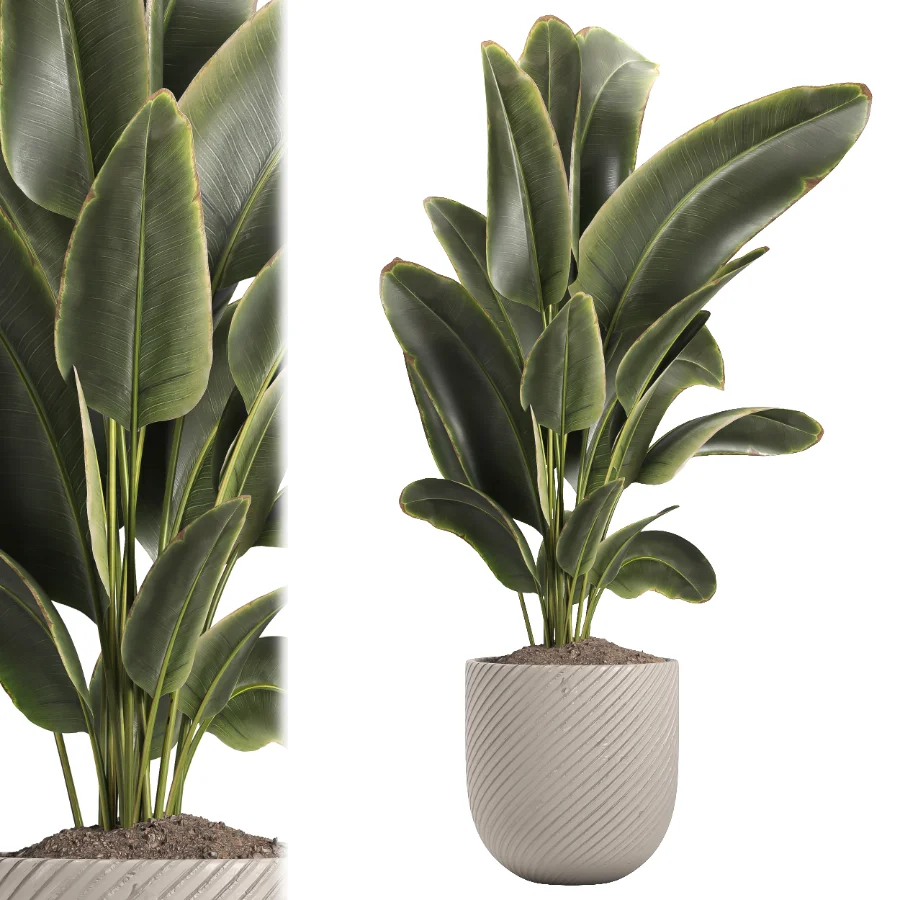 indoor plant 048 Image 2