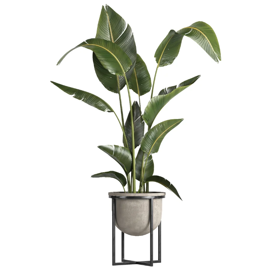 indoor plant 078 Image 1