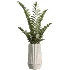 AV Indoor Plants Set 498 Cat Reed Palm Ficus Olive Zamioculcas - Thumbnail 2
